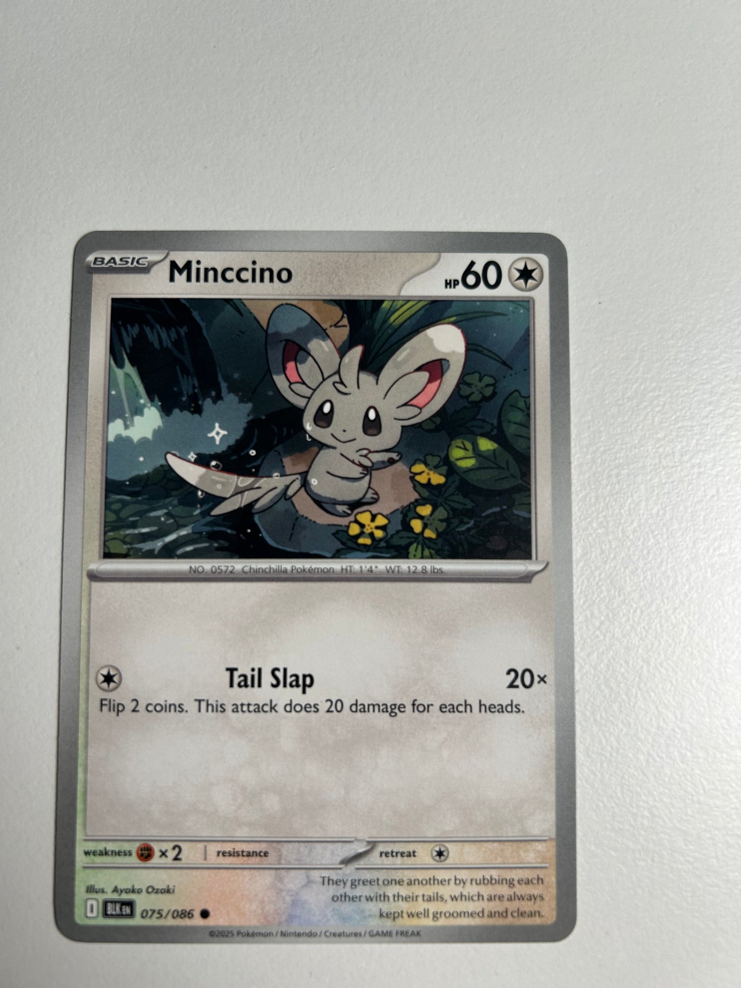 Minccino - SV: Black Bolt